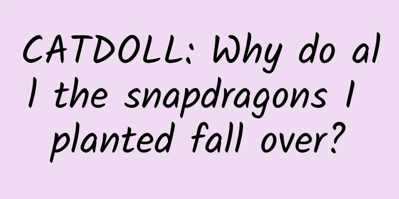 CATDOLL: Why do all the snapdragons I planted fall over?
