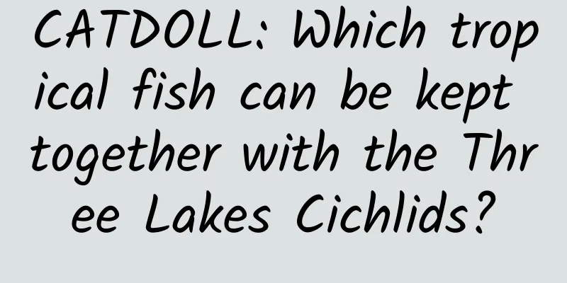 CATDOLL: Which tropical fish can be kept together with the Three Lakes Cichlids?