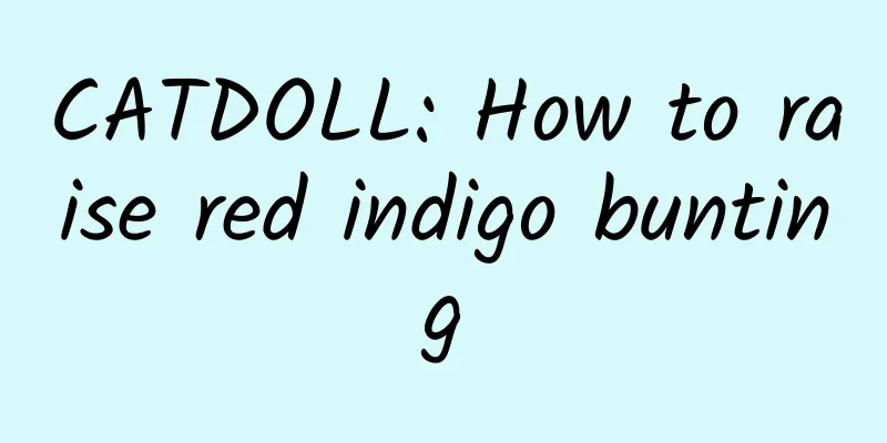 CATDOLL: How to raise red indigo bunting