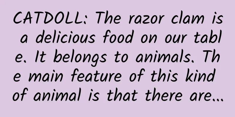 CATDOLL: The razor clam is a delicious food on our table. It belongs to animals. The main feature of this kind of animal is that there are...