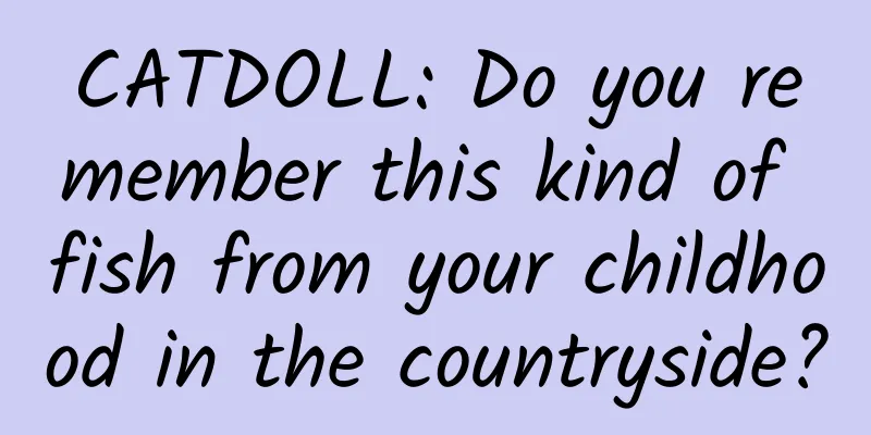 CATDOLL: Do you remember this kind of fish from your childhood in the countryside?