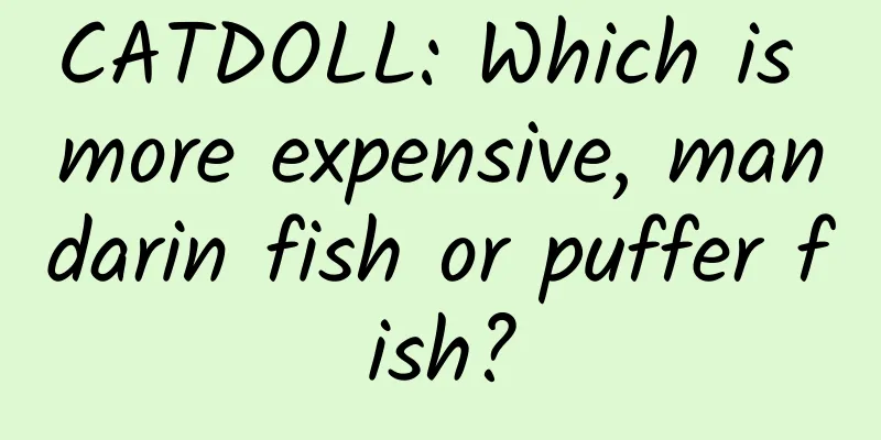 CATDOLL: Which is more expensive, mandarin fish or puffer fish?