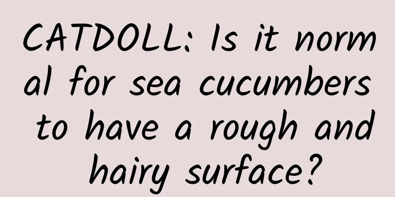 CATDOLL: Is it normal for sea cucumbers to have a rough and hairy surface?