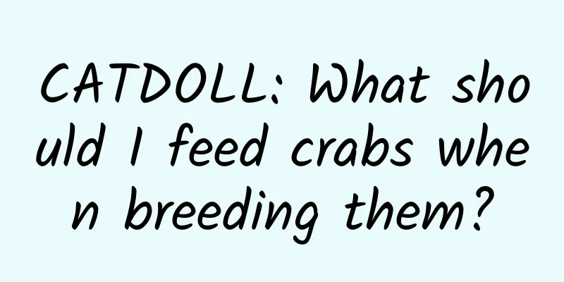 CATDOLL: What should I feed crabs when breeding them?