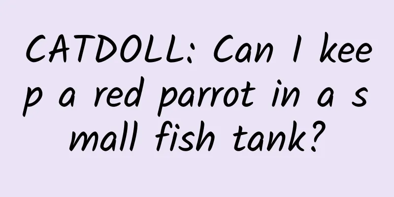 CATDOLL: Can I keep a red parrot in a small fish tank?