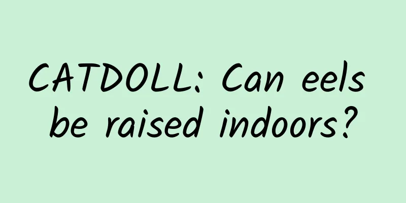 CATDOLL: Can eels be raised indoors?