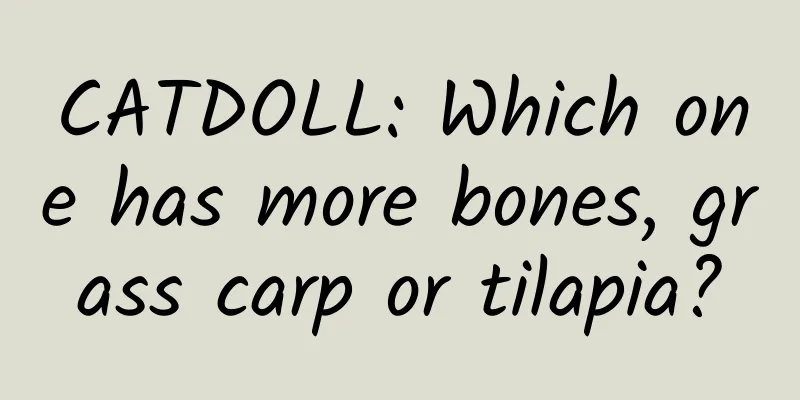 CATDOLL: Which one has more bones, grass carp or tilapia?