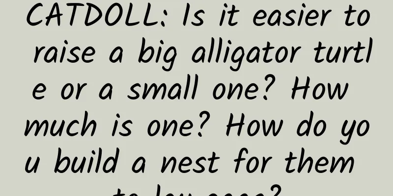CATDOLL: Is it easier to raise a big alligator turtle or a small one? How much is one? How do you build a nest for them to lay eggs?