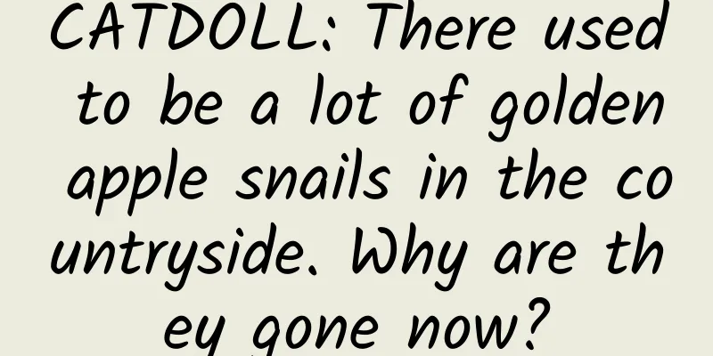 CATDOLL: There used to be a lot of golden apple snails in the countryside. Why are they gone now?