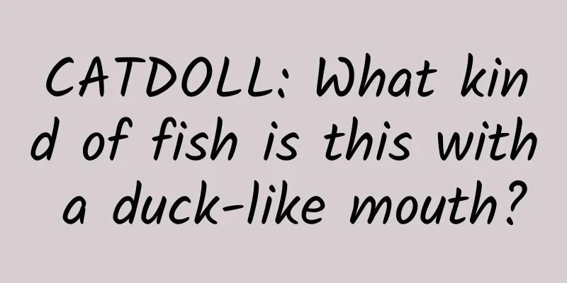CATDOLL: What kind of fish is this with a duck-like mouth?