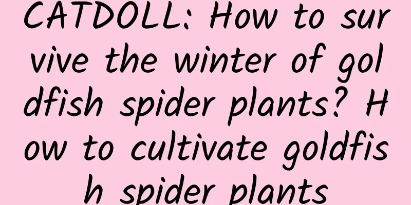 CATDOLL: How to survive the winter of goldfish spider plants? How to cultivate goldfish spider plants