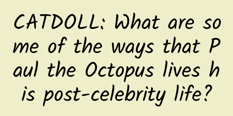 CATDOLL: What are some of the ways that Paul the Octopus lives his post-celebrity life?