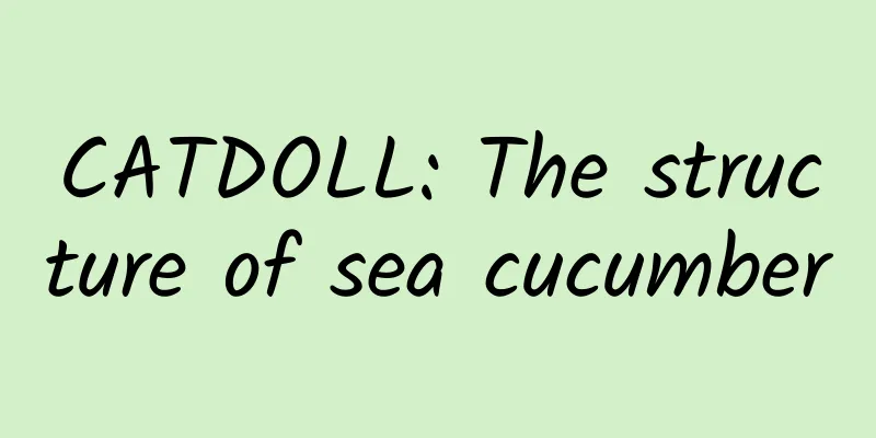 CATDOLL: The structure of sea cucumber