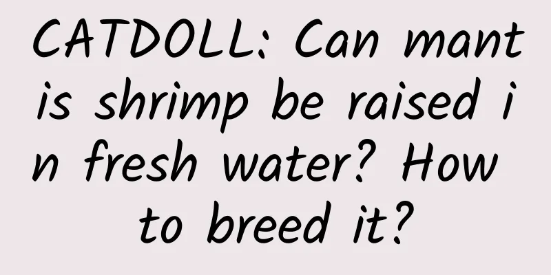 CATDOLL: Can mantis shrimp be raised in fresh water? How to breed it?