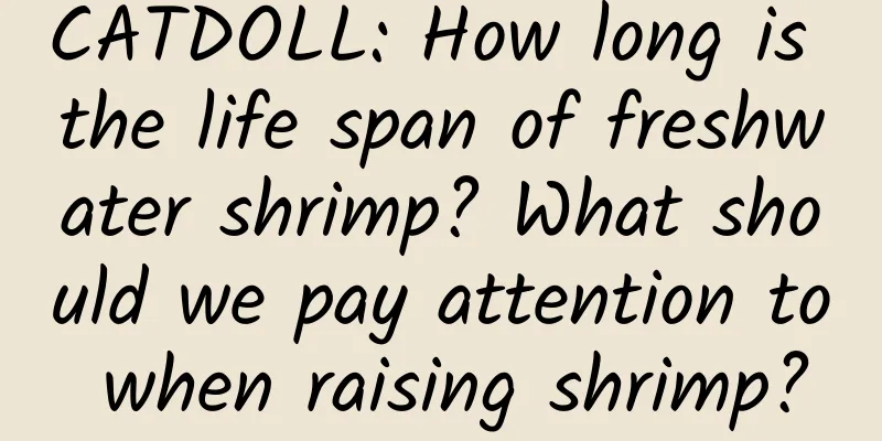 CATDOLL: How long is the life span of freshwater shrimp? What should we pay attention to when raising shrimp?