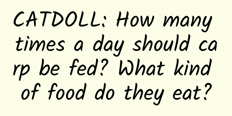 CATDOLL: How many times a day should carp be fed? What kind of food do they eat?