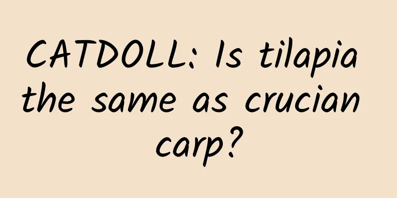 CATDOLL: Is tilapia the same as crucian carp?