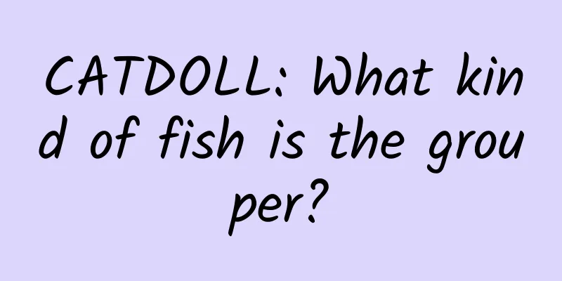 CATDOLL: What kind of fish is the grouper?