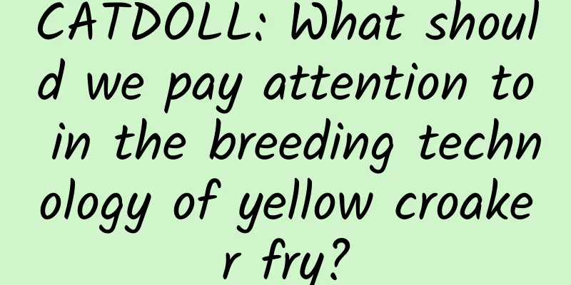 CATDOLL: What should we pay attention to in the breeding technology of yellow croaker fry?