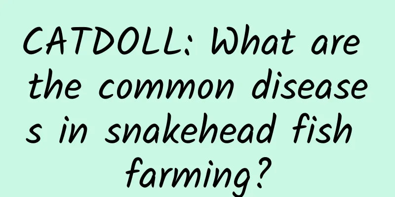 CATDOLL: What are the common diseases in snakehead fish farming?