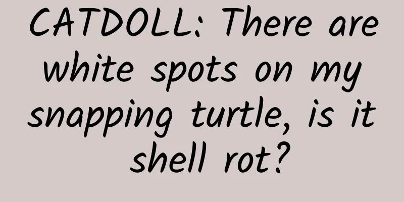 CATDOLL: There are white spots on my snapping turtle, is it shell rot?