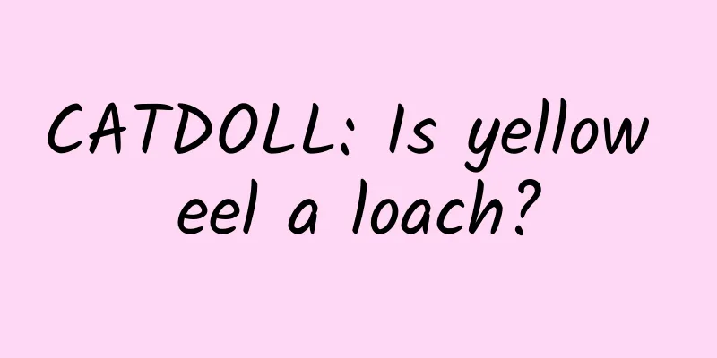 CATDOLL: Is yellow eel a loach?