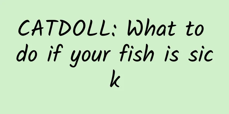 CATDOLL: What to do if your fish is sick