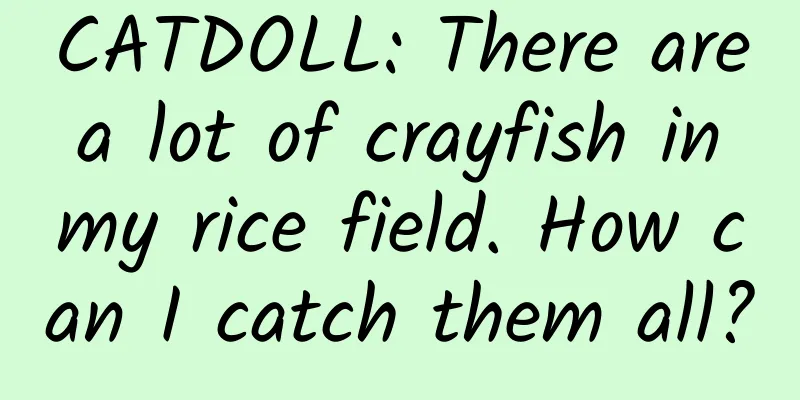 CATDOLL: There are a lot of crayfish in my rice field. How can I catch them all?