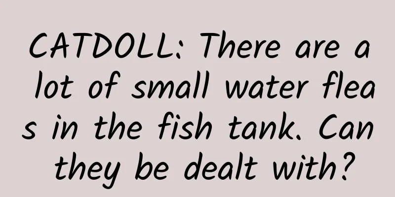CATDOLL: There are a lot of small water fleas in the fish tank. Can they be dealt with?