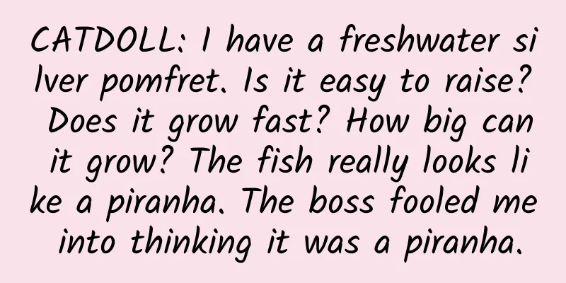CATDOLL: I have a freshwater silver pomfret. Is it easy to raise? Does it grow fast? How big can it grow? The fish really looks like a piranha. The boss fooled me into thinking it was a piranha.