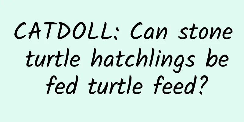 CATDOLL: Can stone turtle hatchlings be fed turtle feed?