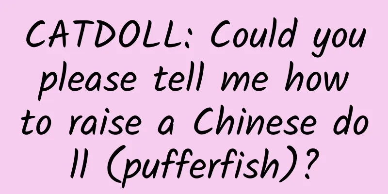 CATDOLL: Could you please tell me how to raise a Chinese doll (pufferfish)?