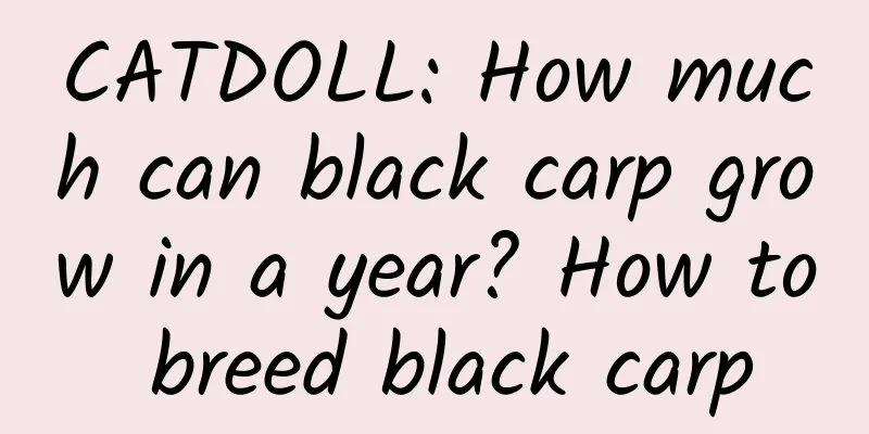 CATDOLL: How much can black carp grow in a year? How to breed black carp