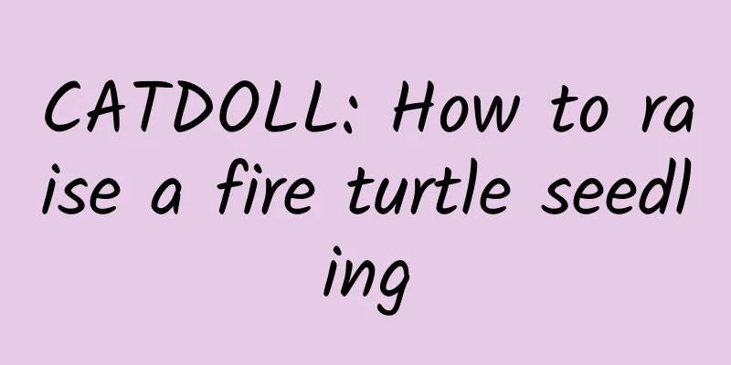 CATDOLL: How to raise a fire turtle seedling