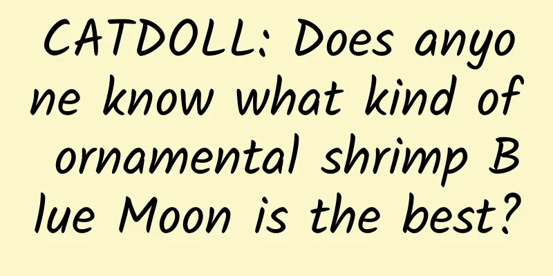 CATDOLL: Does anyone know what kind of ornamental shrimp Blue Moon is the best?