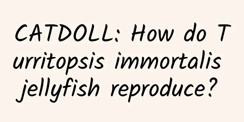 CATDOLL: How do Turritopsis immortalis jellyfish reproduce?