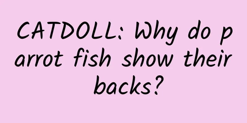 CATDOLL: Why do parrot fish show their backs?