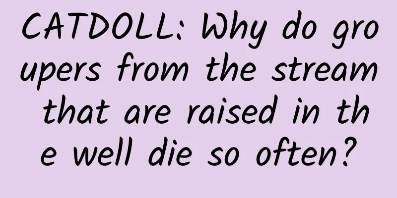 CATDOLL: Why do groupers from the stream that are raised in the well die so often?