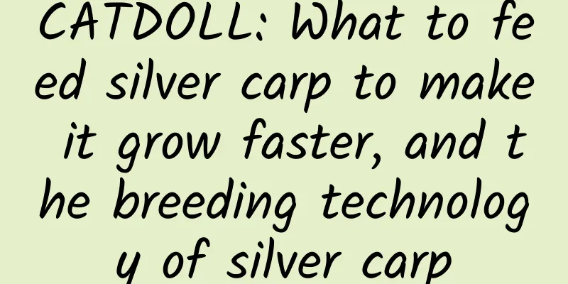 CATDOLL: What to feed silver carp to make it grow faster, and the breeding technology of silver carp