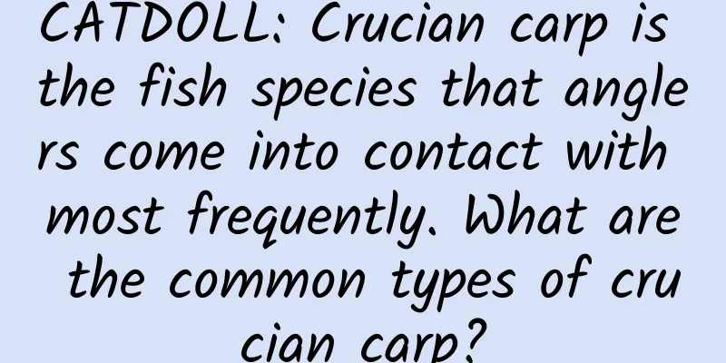CATDOLL: Crucian carp is the fish species that anglers come into contact with most frequently. What are the common types of crucian carp?