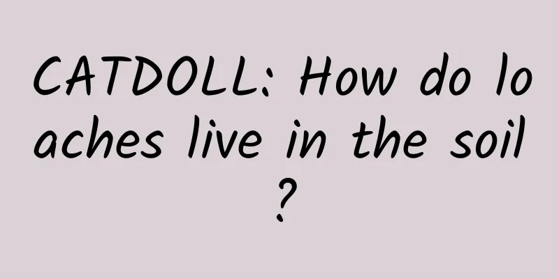 CATDOLL: How do loaches live in the soil?