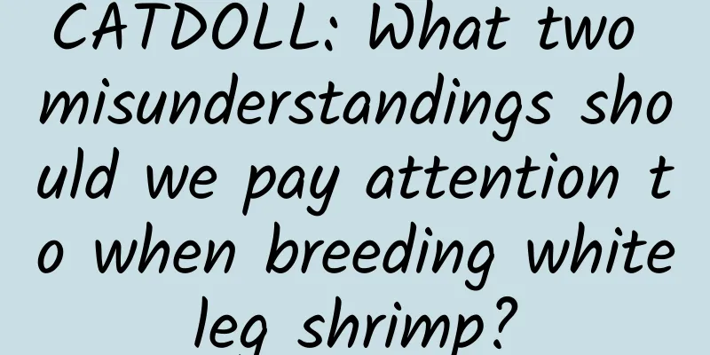 CATDOLL: What two misunderstandings should we pay attention to when breeding whiteleg shrimp?