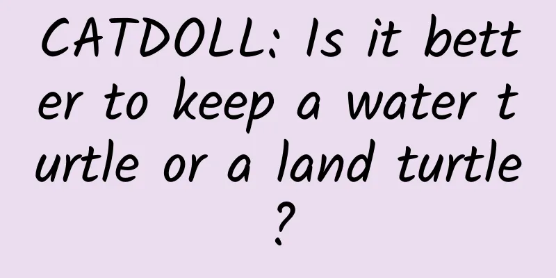CATDOLL: Is it better to keep a water turtle or a land turtle?
