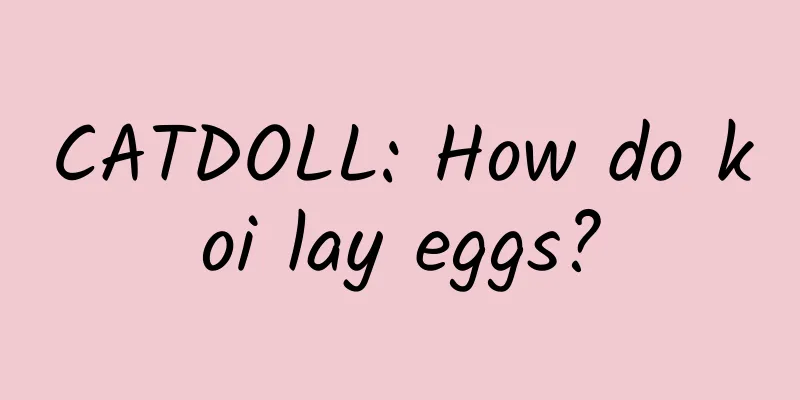 CATDOLL: How do koi lay eggs?
