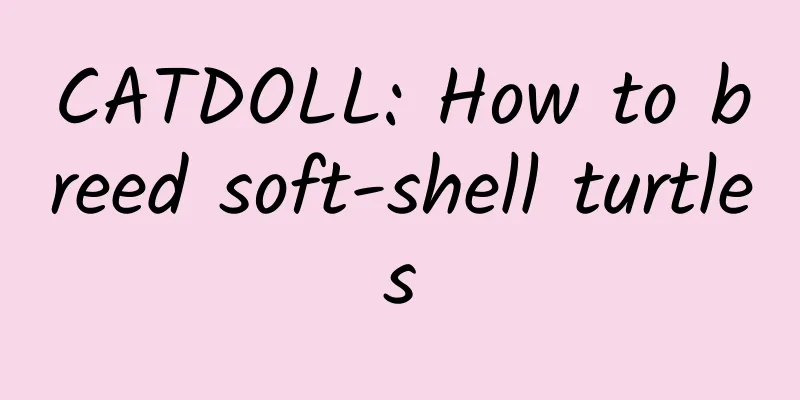 CATDOLL: How to breed soft-shell turtles