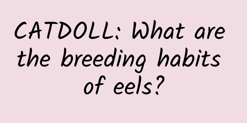 CATDOLL: What are the breeding habits of eels?