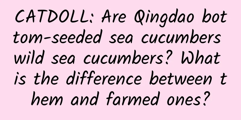 CATDOLL: Are Qingdao bottom-seeded sea cucumbers wild sea cucumbers? What is the difference between them and farmed ones?