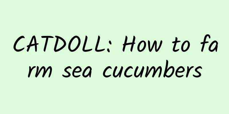 CATDOLL: How to farm sea cucumbers