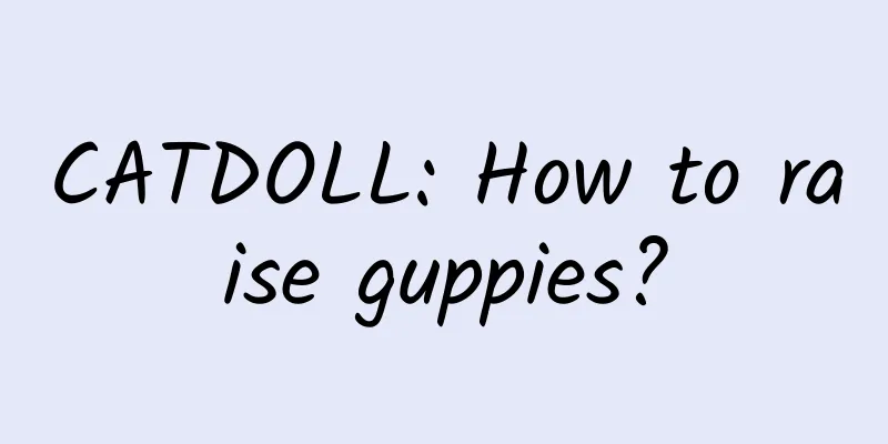 CATDOLL: How to raise guppies?