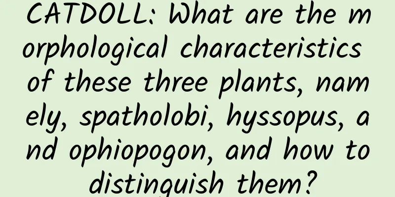 CATDOLL: What are the morphological characteristics of these three plants, namely, spatholobi, hyssopus, and ophiopogon, and how to distinguish them?